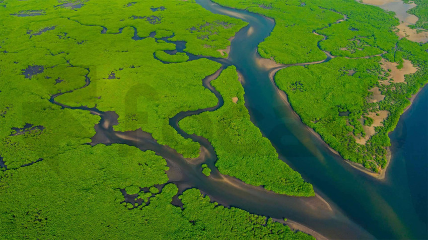 AmazonMangroves