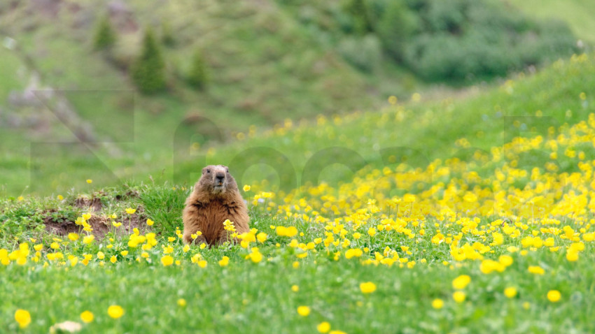 AlpineMarmot