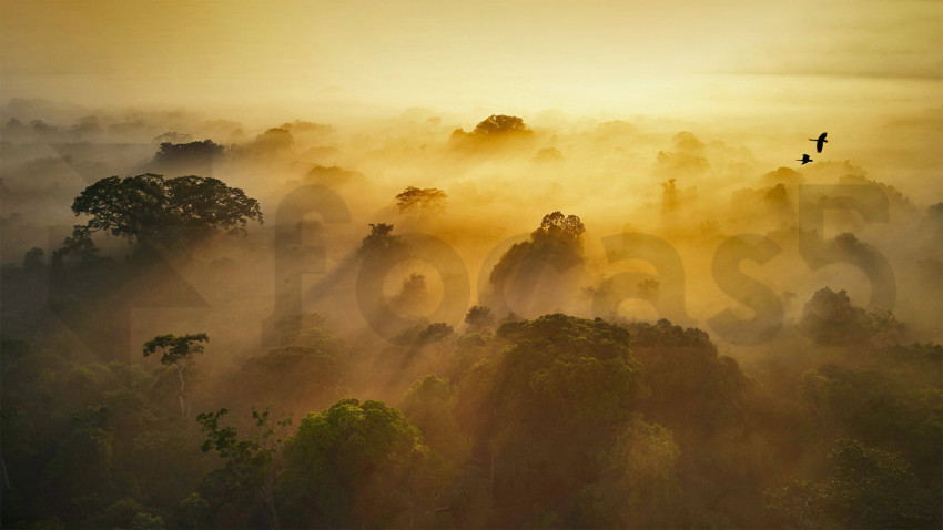 AmazonianEcuador 1920x1080