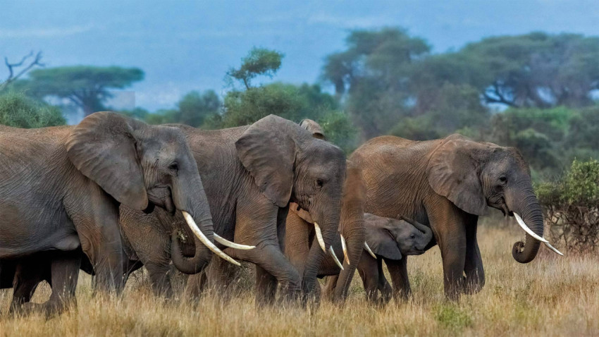 AmboseliElephants