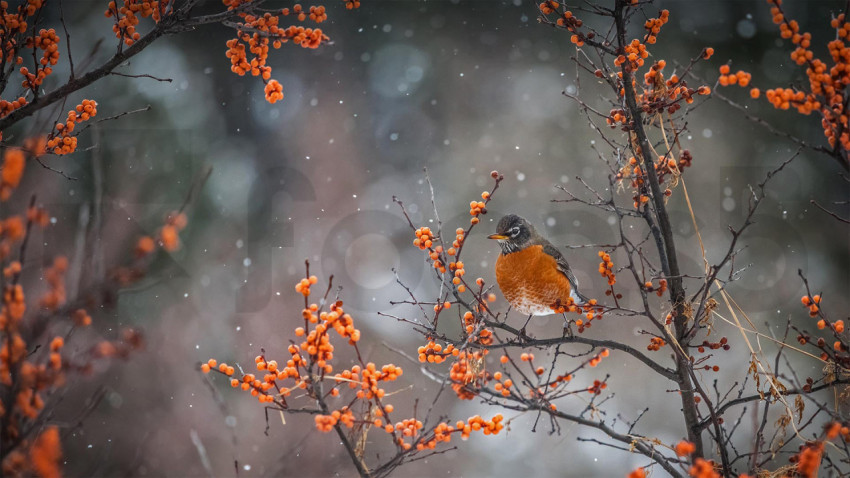 AmericanRobin