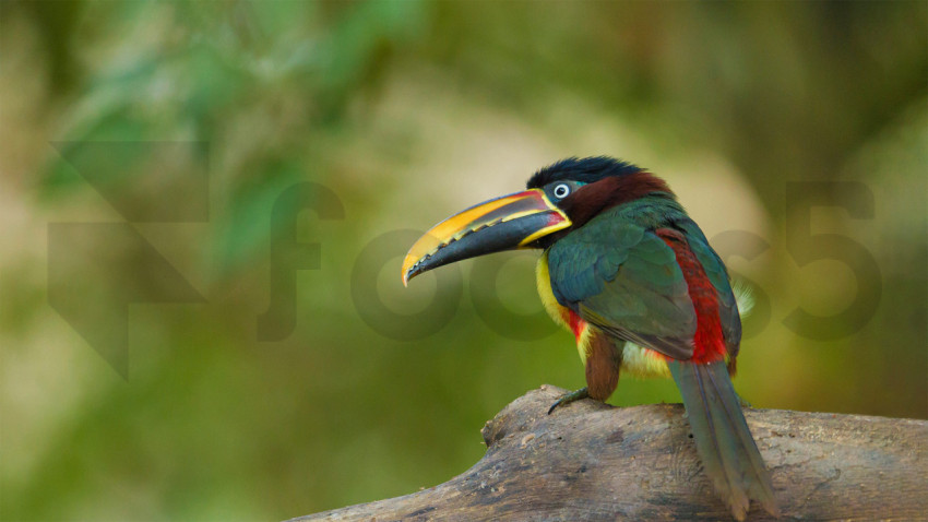 Aracari