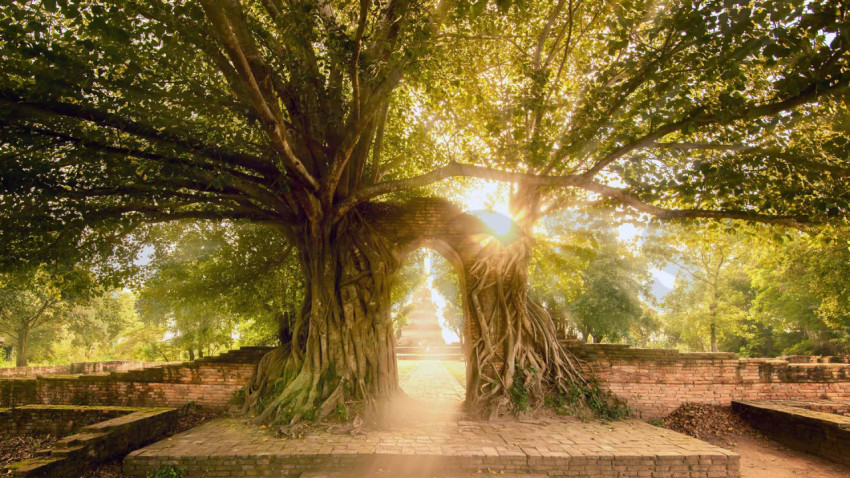 AyutthayaTree