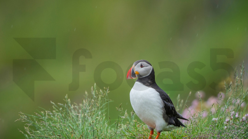 AtlanticPuffin