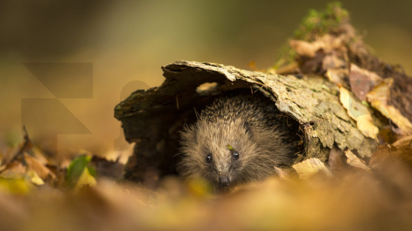 AutumnHedgehog