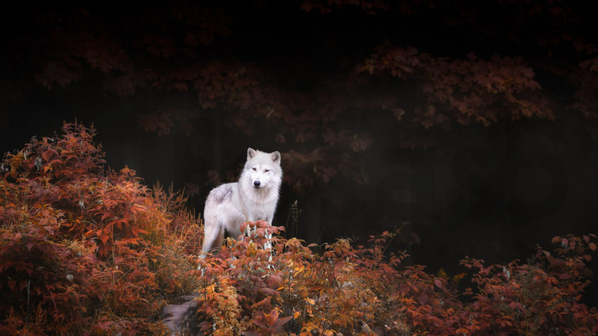 AutumnWolf