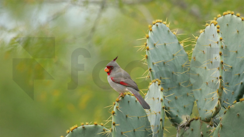 BackyardBird