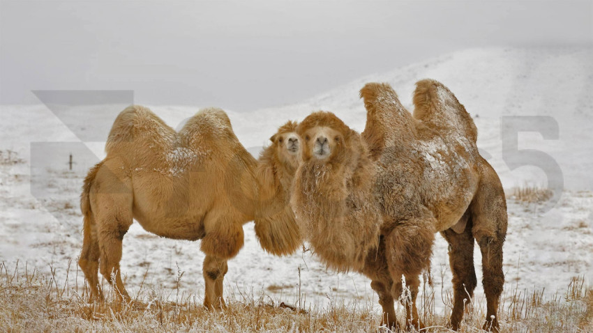 BactrianCamels 1920x1080