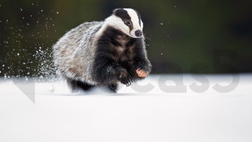 Badger