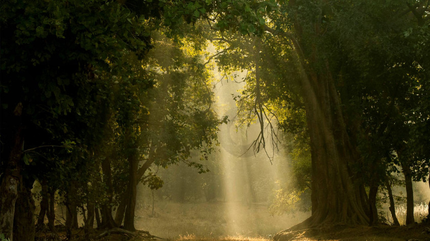 BandhavgarhNationalPark