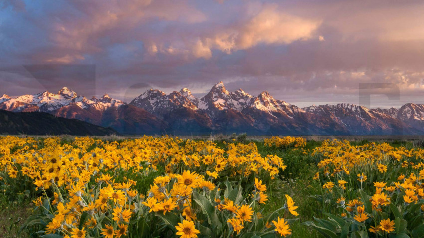 Balsamroot 1920x1080