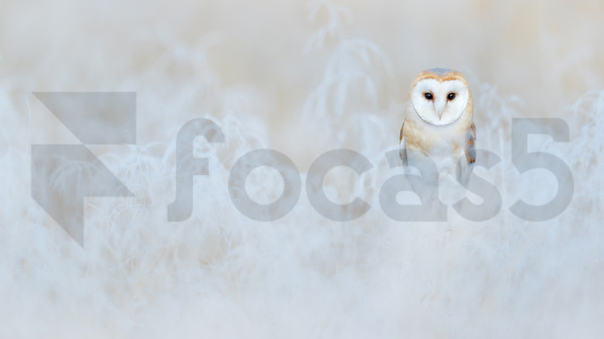 BarnOwlWinter