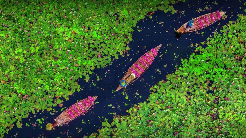 BangladeshWaterLilies