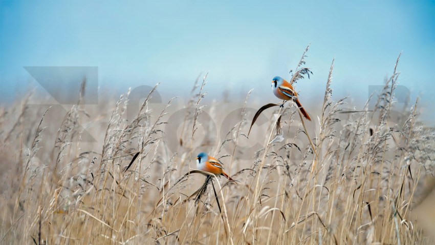 BeardedTit