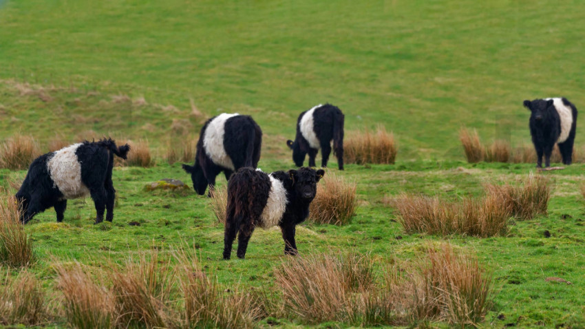 BeltedGalloway 1920x1080