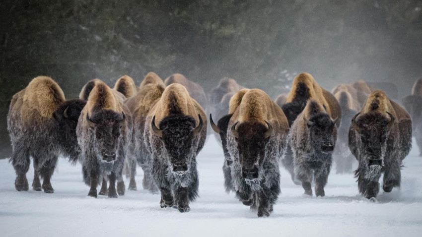 BisonSnow