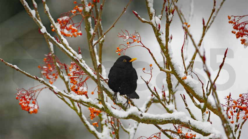 BlackbirdDay