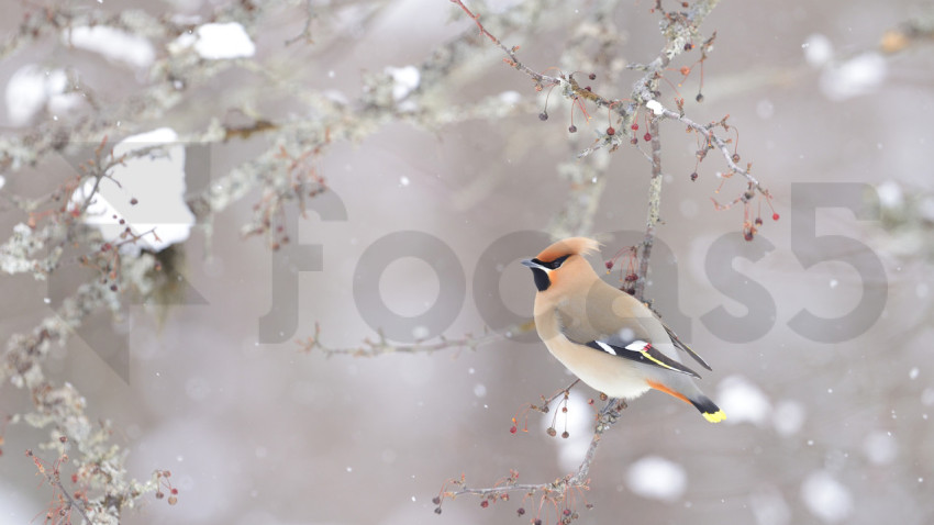 BohemianWaxwing 1920x1080