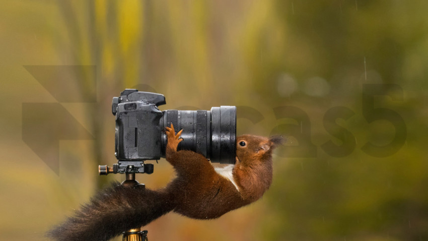 CameraSquirrel