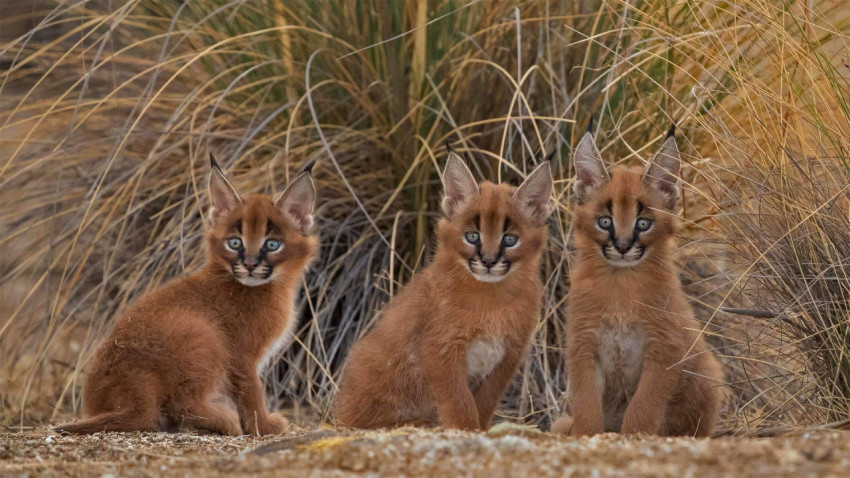 Caracal 1920x1080