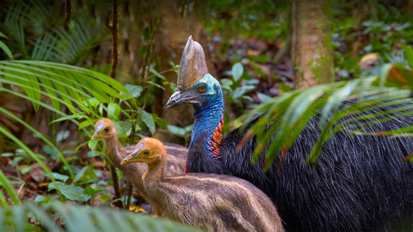 Cassowary 1920x1080