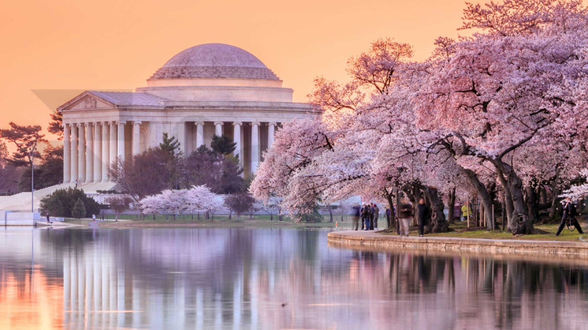 CherryBlossomsDC