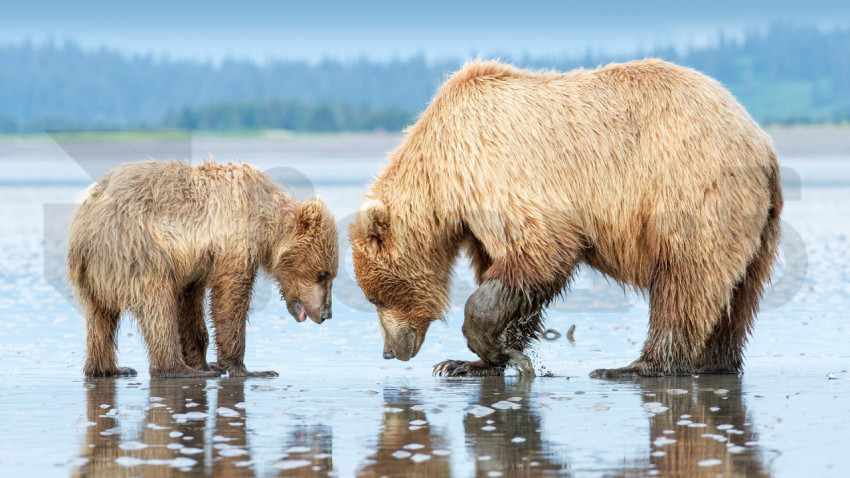 ClamBears