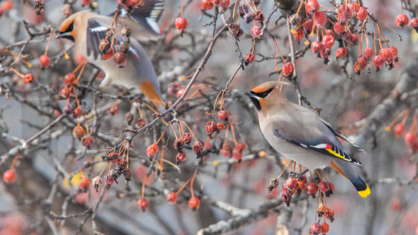 WinterWaxwing