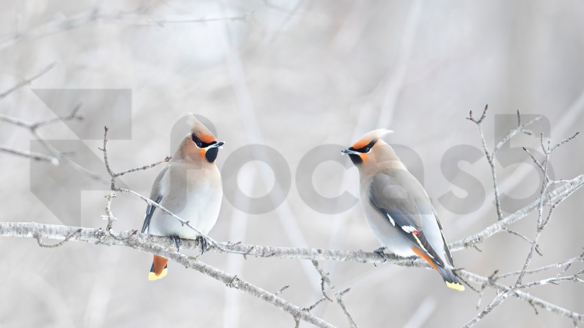 WinterWaxwings