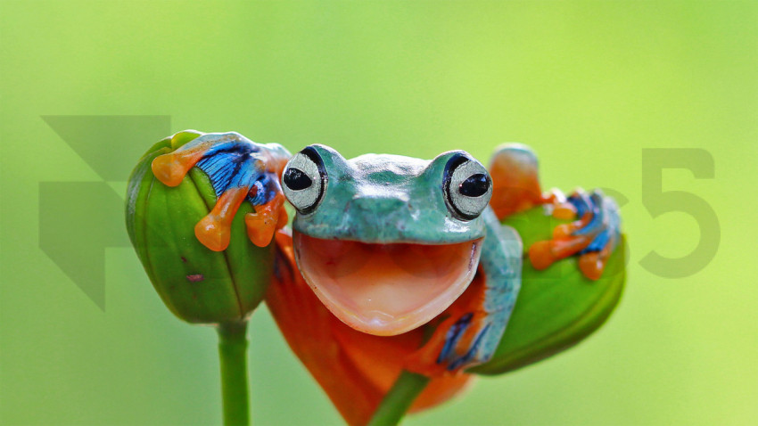 WorldFrogDay 1920x1080