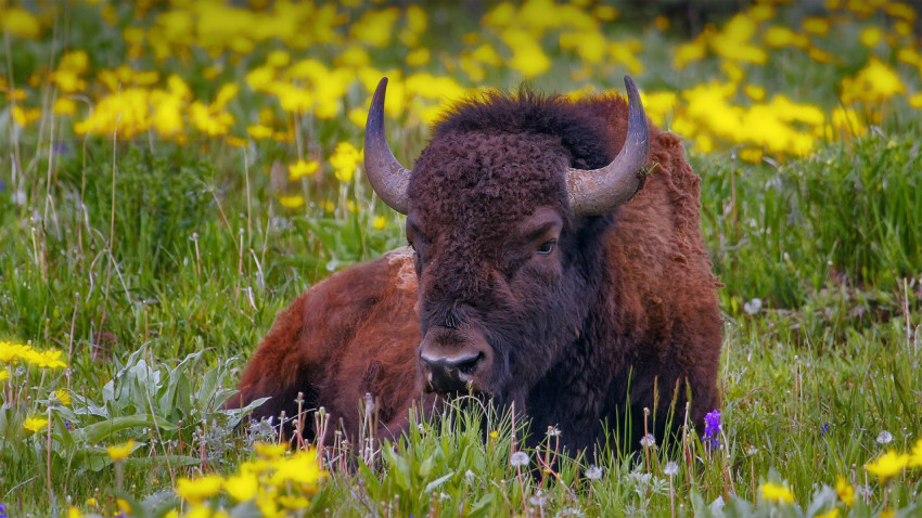 YellowstoneBison