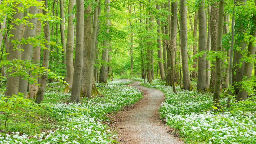 WildGarlic