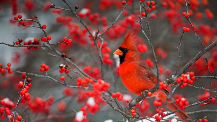 WinterberryBush