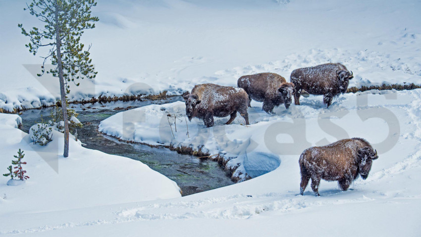 WinterBison