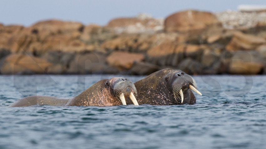 WalrusSvalbard