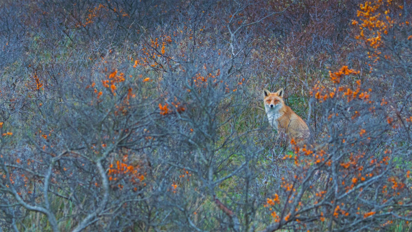 Waterleidingduinen