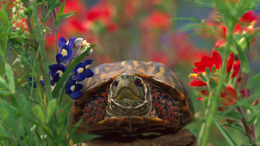 WesternBoxTurtle