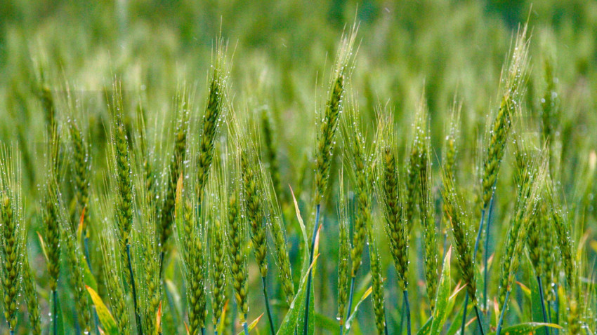 Wheat2023