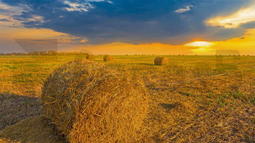 WheatField